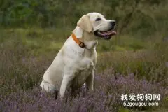 拉布拉多犬性格特征是什么?