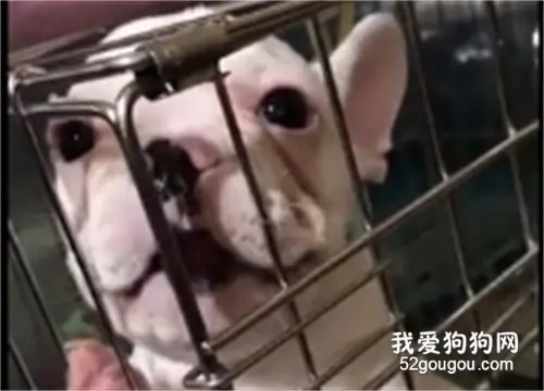 小狗子被关起来，气的说人话：凭什么关我...