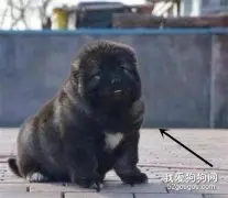 老爷爷偶然间捡到一只小奶狗，养了几年后竟然变成了“大魔王”