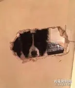 据说这些画面，只有养狗的人才会懂....
