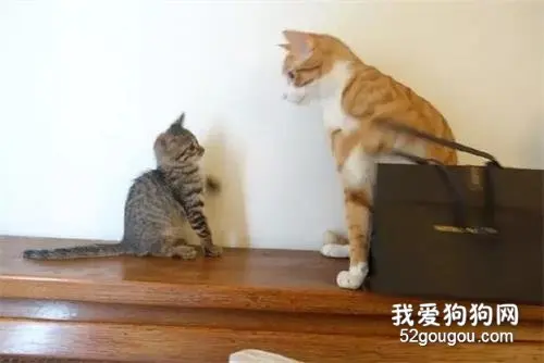 橘猫经常欺负小猫咪，结果小猫咪长大后，吓得它都不敢动了！