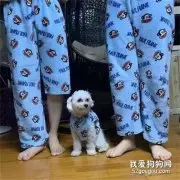 为了能跟狗子穿同款睡衣，主人竟然把这个东西剪了