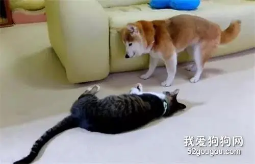 柴犬今年已经15岁，主人告诉猫咪别欺负它，结果猫咪的态度真变了