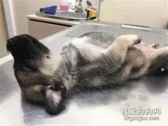 网友带一只小狗到医院检查，结果它一放到诊疗台上，直接把医生都逗乐了！