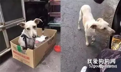 流浪狗进家一年，从排骨胖成糯米肠，让人笑翻：大桶成长记