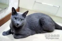 俄罗斯蓝猫好养吗 俄罗斯蓝猫性格特点