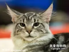 缅因猫性格好吗 缅因猫性格特点介绍