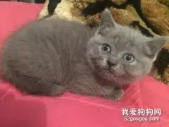 俄罗斯蓝猫怎么喂养?