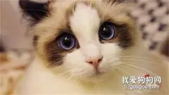 布偶猫产后怎么催乳?