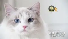 布偶猫怀孕要注意什么?