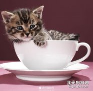 茶杯猫怀孕有什么前兆?