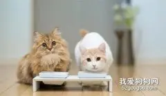 猫咪吃什么奶水多 猫咪下奶饮食推荐