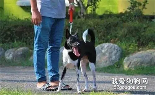 女子连续两次退养狗狗，都被台风劝退，她转念放弃：这就是缘分！