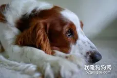 史宾格犬怎么养 英国史宾格犬饲养方法及注意事项