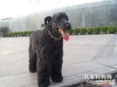 凯利蓝梗和雪纳瑞区别是什么?