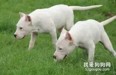 杜高犬怎么养 杜高犬喂养注意事项