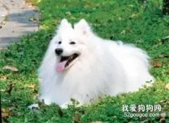 银狐犬怎么养 银狐犬喂养知识