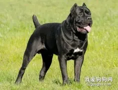 卡斯罗犬怎么养 卡斯罗犬饲养方法及注意事项