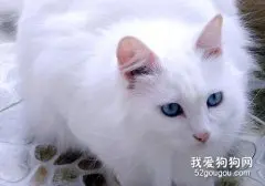 山东狮子猫怎么助产 生产过程及助产方法介绍