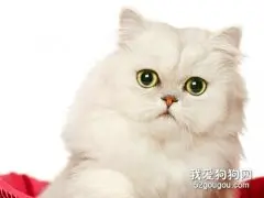 金吉拉猫难产怎么办 金吉拉猫难产解决办法