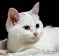 波斯猫的特点有哪些?