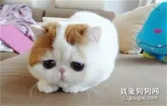 猫毛会让人过敏吗?