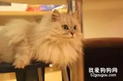 金吉拉猫毛发怎么打理?