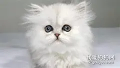 金吉拉猫怎么养 如何喂养金吉拉猫咪