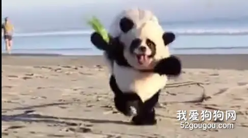 想让狗子瞬间变成“神经狗”吗？哈哈哈，看完我笑喷了....