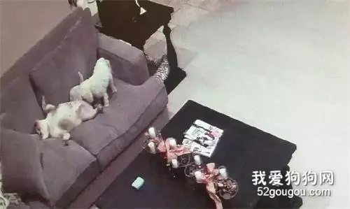 监控里发现两只狗在干这种事，主人当场崩溃……