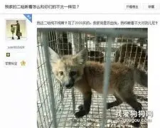 2000买的二哈越养越奇怪，他忍不住晒图了！