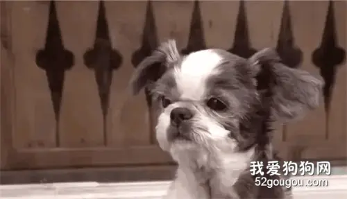 狗狗被抛弃，独守老宅6年，主人回来却被遗忘