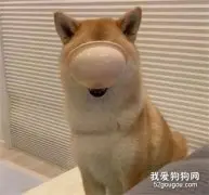 柴犬饿了就会咬着小碗，屁颠屁颠的跟主人讨吃的，每天都很准时！