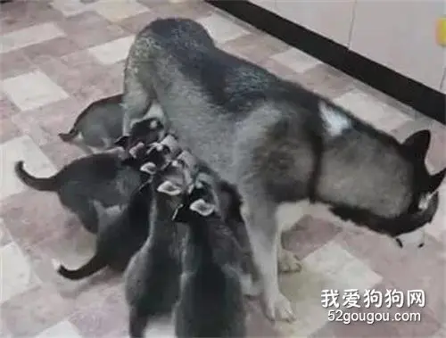 哈士奇一次生太多，结果带孩子带到崩溃，笑喷了！