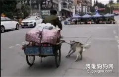 老人没力气骑拉满货物的三轮车上坡，狗狗拼尽力气把人和车一起拽了上去......