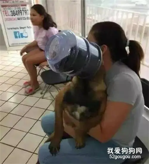 狗狗脑袋卡在水桶里出不来，主人只好带它去医院，医生们看到后都笑了