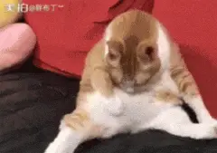橘猫有点肥，每次舔毛的时候都会用手把肚子拖起来...