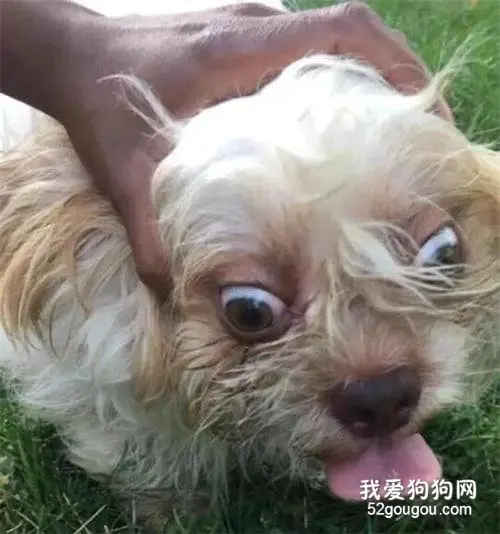 妹子想帮走失的狗狗寻找主人，网友让她拍个狗狗正脸照，结果…