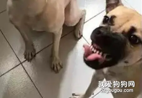 狗子被拒绝给肉肉，它一怒之下露出这个表情，笑哭