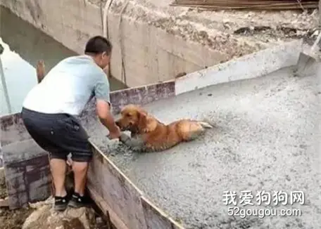 金毛在工地玩耍，几分钟后，主人听到叫声赶过去一看，被气疯了！