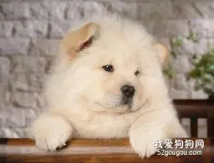 松狮犬皮肤病怎么治 松狮犬皮肤病治疗方法