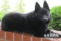 西帕基犬什么时候开始训练好?