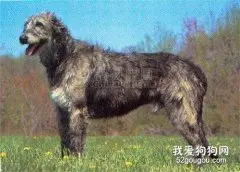 怎样训练苏格兰猎鹿犬装死？