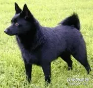 西帕基犬怎么训练 西帕基犬训练教程