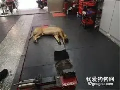 主人回家发现狗子头垂直朝下，以为它死掉了，结果走近一看，笑喷了！