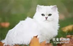 英国长毛猫怀孕照顾方法