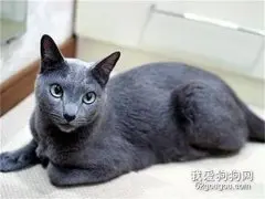 养科拉特猫之前要准备什么?