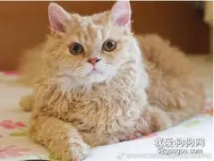 塞尔凯克卷毛猫喂食指南