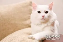 安哥拉猫怎么养 安哥拉猫养护心得