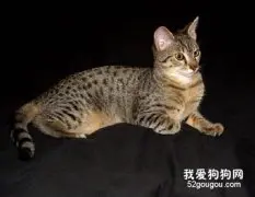 埃及猫如何喂养 埃及猫喂养要点